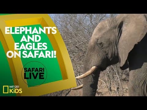 Elephants and eagles on safari