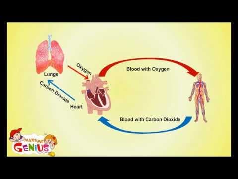 Circulatory System -Cardiovascular System- Facts