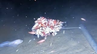 AMAZING Newly Discovered Species