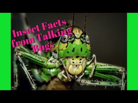 WOW! Talking Insects  Learn about Bugs from Talking Insects