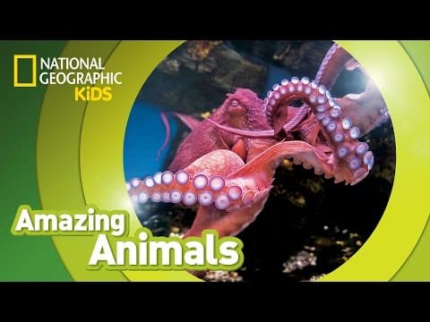 Giant pacific octopus - amazing animals