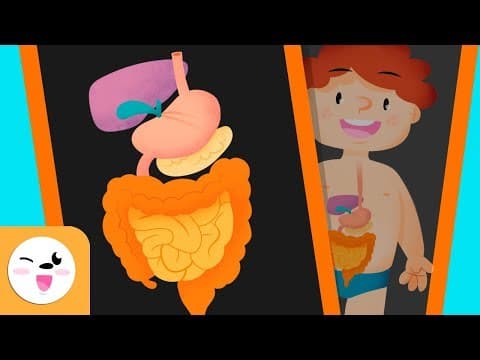 The digestive system in the human body for kids - Smile and Learn