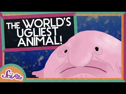 Blobfish The World's Ugliest Animal