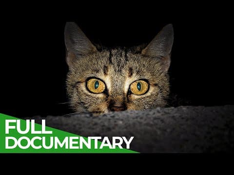 Animal's Super Senses - The Night