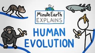 Human Evolution