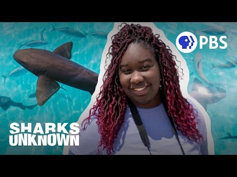 Shark Traffic Jam: Collecting shark data in Biscayne Bay