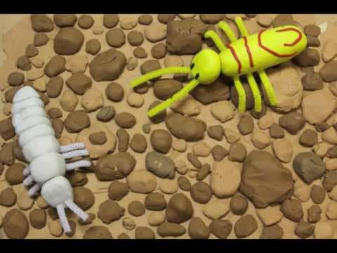 The Soil Food Web