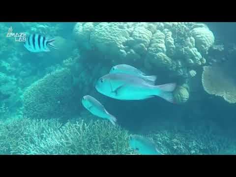 This Fish Species Communicates Like Humans, But With Electricity Instead