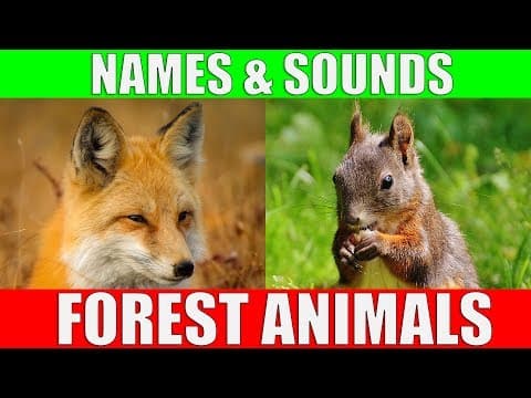 Forest Animals Video for Kids - Children Learn Forest Animal Sounds and Names