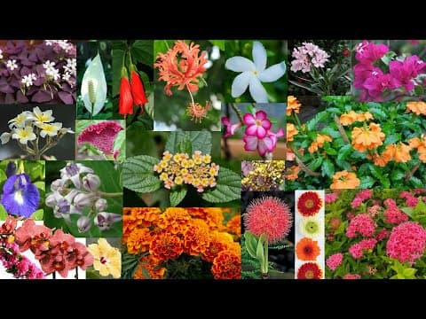 పూల పేర్లు ఇంగ్లీష్ లో నేర్చుకోండి - flowers names in english - telugu to english
