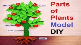parts of plants science project model diy at home easily