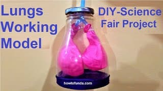 How to make lungs working MODEL with balloons | DIY respiratory system