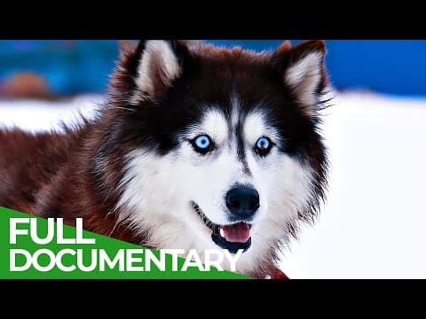 Animal's Super Senses - The Sixth Sense