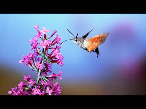 Lens of Time- The Art of Staying Stable - bioGraphic