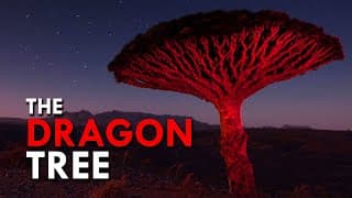 Dragon Blood Tree |One Of The Rarest Trees In The World