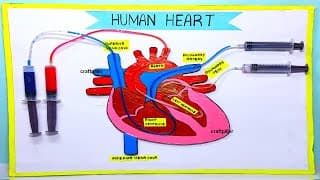 heart working model making using syringe easy - science project exhibition