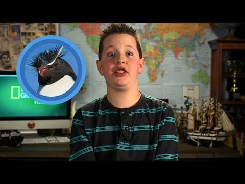 The many different kinds of penguins