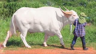 The Rarest Albino Animals in the World