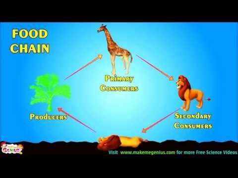 Food Chains , Food Webs , Energy Pyramid - Education Video for kids