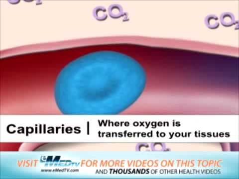 Types of Blood Vessels