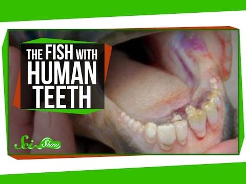 The Fish With Human Teeth