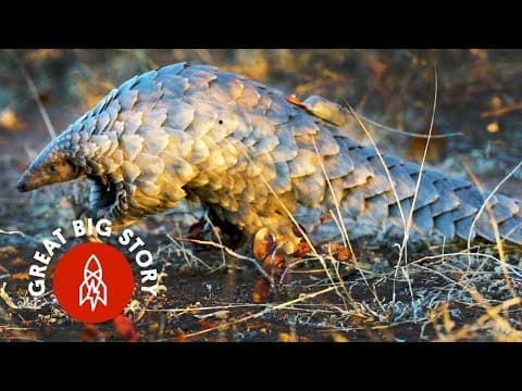 Protecting Pangolins From Poachers in South Africa