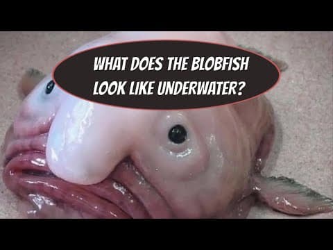 THIS IS WHAT THE BLOBFISH LOOKS LIKE UNDERWATER?