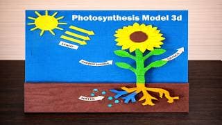 Photosynthesis Model 3d making using cardboard with plants | diy | science project