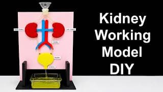 kidney working model 3d making using waste materials | science fair project