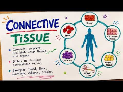 Structure and Function of Connective Tissue | Animal Tissue | Biology