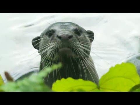 The Wild Animals of Singapore | Wild Cities