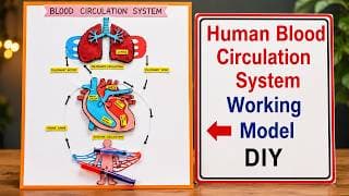 Human BLOOD CIRCULATION SYSTEM WORKING MODEL - science project for exhibition