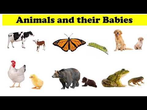 Animals and their Babies Names | Animals and their young ones 