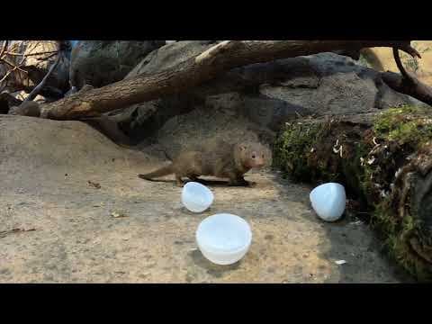 Dwarf mongooses launch toy eggs through their legs