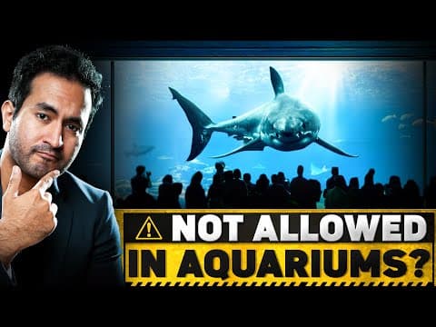 Why Great White Sharks are Not Allowed in Aquariums