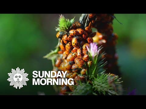 How do antique singing bird music boxes work
