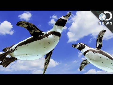 Why Can’t Some Birds Fly