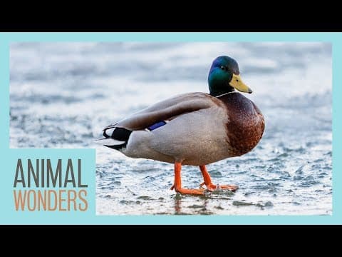 Why Don't Duck's Feet Freeze On Ice?