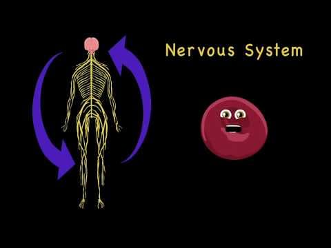 Human Body Human Body SystemsHuman Anatomy