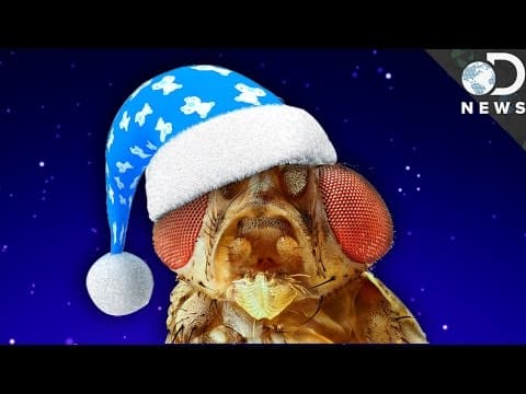 Do Insects Sleep?