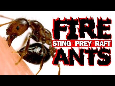 Sting, prey, raft- The successful behaviors of red imported fire ants