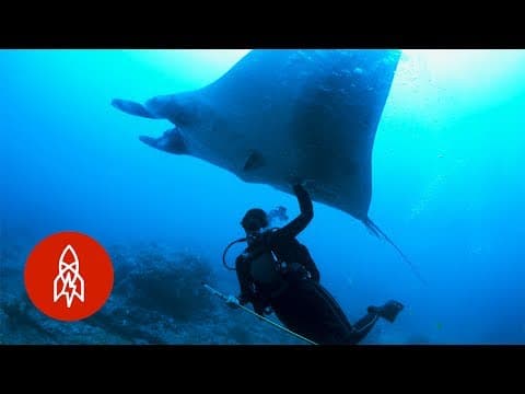 Swim With Manta Rays, the Oceans Peaceful Giants
