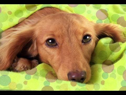 How to prepare your pet for a new baby