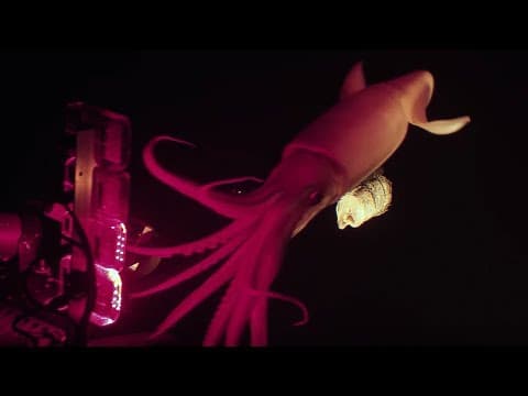 Jumbo squid caught on camera for Blue Planet II - Our Blue Planet - Earth Unplugged
