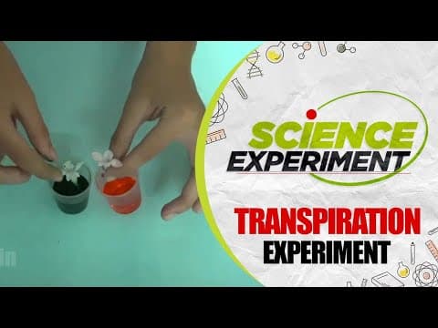 Science Experiment - 63 | Transpiration Experiment | Chemistry Experiment
