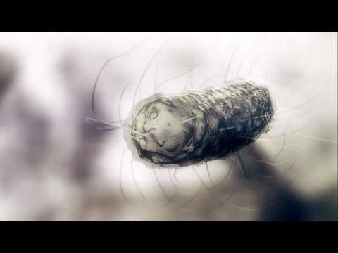 What is the Smallest Organism on Earth? | Wonders of Life w/ Prof Brian Cox