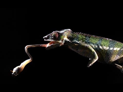 Shooting Chameleon Tongue in Super Slow Motion