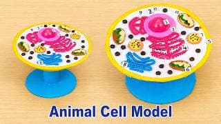 Animal cell model 3d for science project exhibition | biology project
