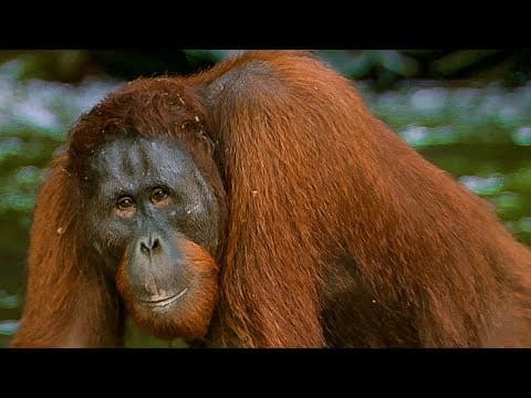 Hungry Orangutan Tries to Adjust to Living in the Wild | BBC Earth