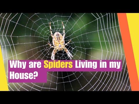 Why Are Spiders Living In My House? | Learn about the life of Spiders | Lesson Boosters Science